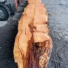 Redwood Slab #2024-3-29-3-3 - Image 3