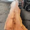 Redwood Slab #2024-3-29-3-3