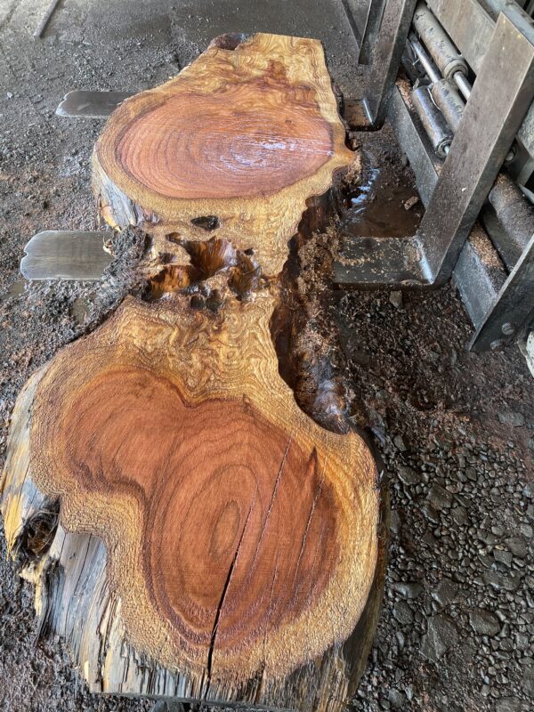 Redwood Slab #2024-10-4-2-1